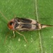Falsomordellistena hebraica - Photo (c) skitterbug, algunos derechos reservados (CC BY), subido por skitterbug