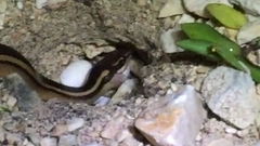 Coniophanes schmidti