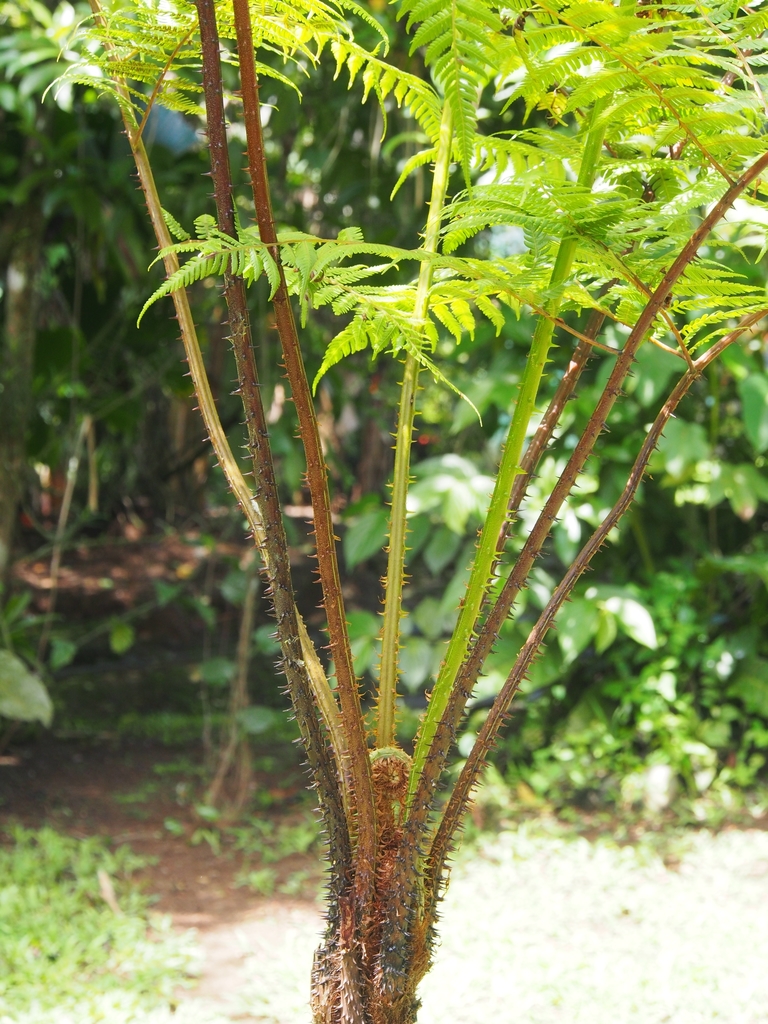 Cyathea multiflora (Cyathea multiflora)
