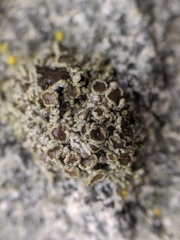 Acarospora macrocyclos