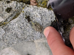 Acarospora macrocyclos