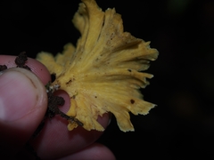 Cotylidia aurantiaca