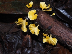 Cotylidia aurantiaca