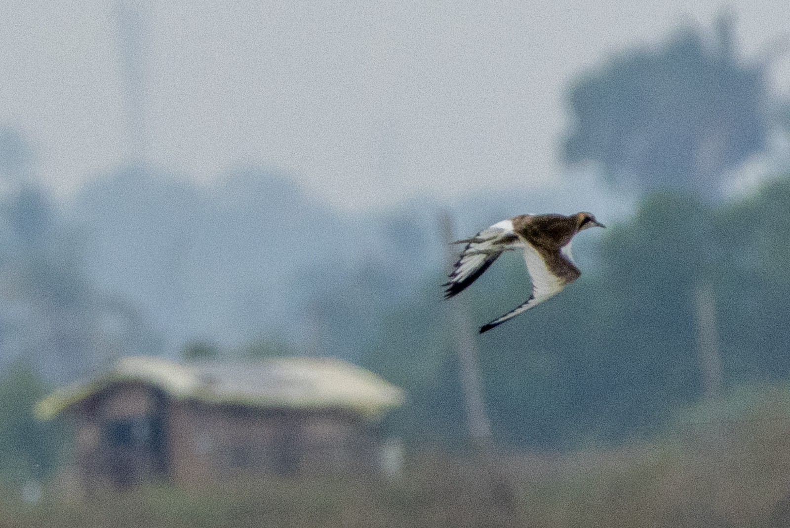 Pheasant-tailed Jacana (Hydrophasianus chirurgus), photo 1