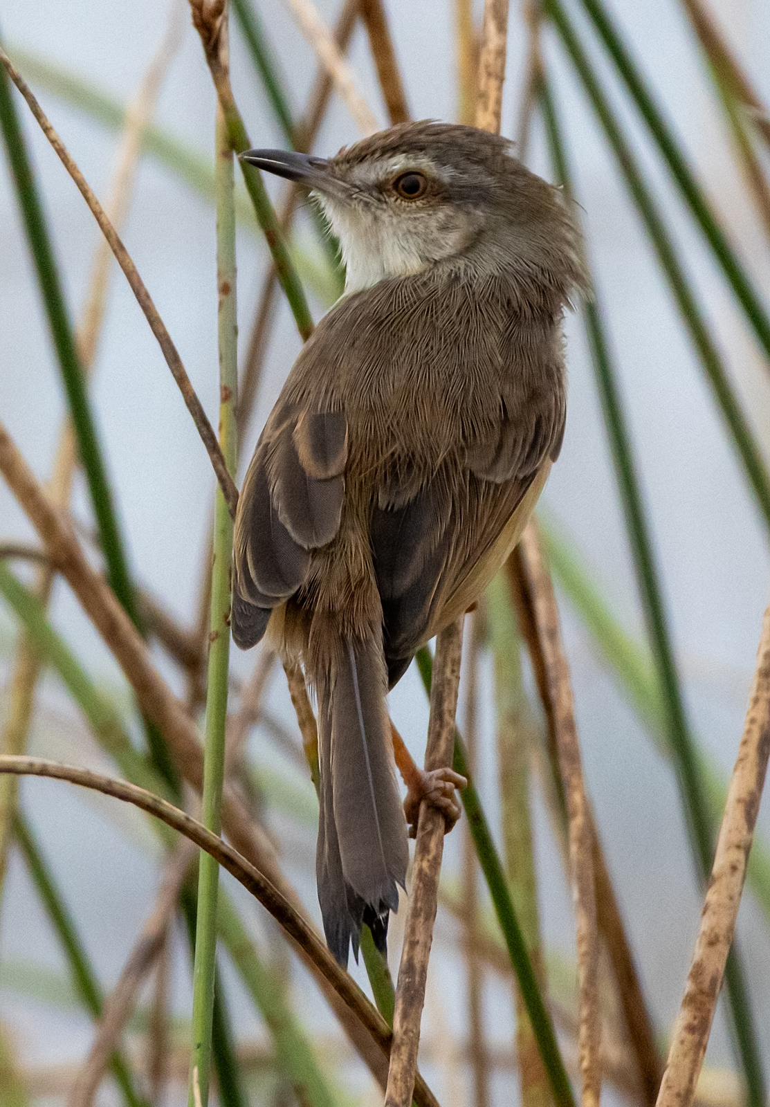 Plain Prinia (Prinia inornata), photo 9
