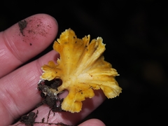 Cotylidia aurantiaca