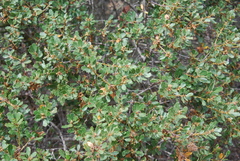 Quercus dumosa