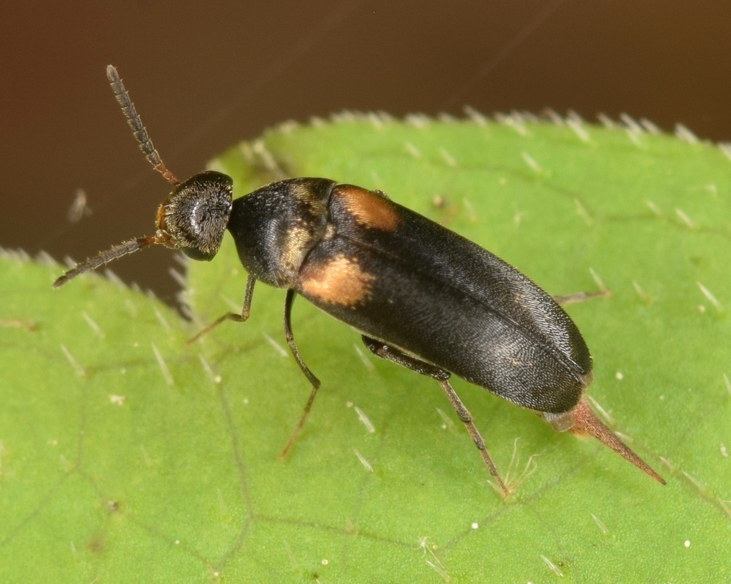 DeliciousTaylormade BeeAroundLil’BEEtle DeliciousTaylormade BeeAroundLil'BEEtle L21b Lg Flower