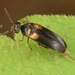 Mordellochroa scapularis - Photo (c) skitterbug,  זכויות יוצרים חלקיות (CC BY), הועלה על ידי skitterbug