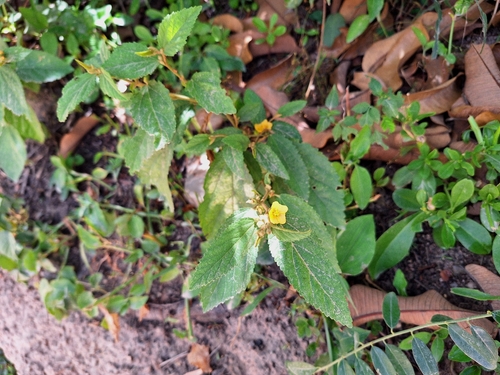 Sidastrum multiflorum