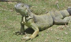 Iguana iguana