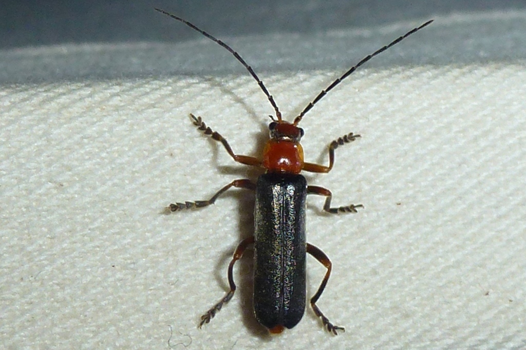 Ancistronycha abdominalis from LSG Hüttertal, Radeberg, Sachsen ...