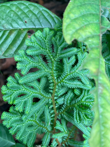 Selaginella silvestris, 2026-01-03