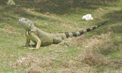 Iguana iguana