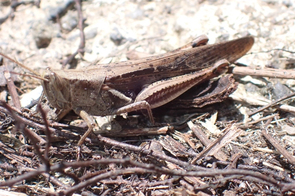 Stenocatantops splendens (Stenocatantops splendens)