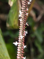 Geonoma cuneata