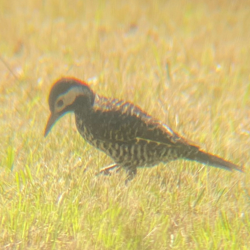 Green-barred Woodpecker