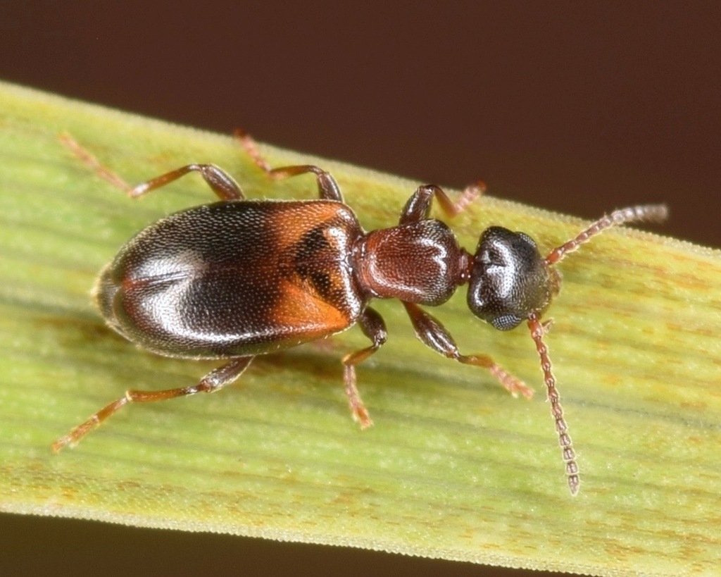 Anthicini