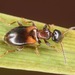 Anthicini - Photo (c) skitterbug, algunos derechos reservados (CC BY), subido por skitterbug