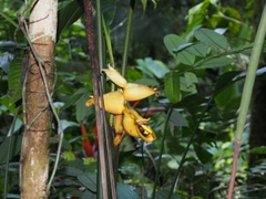 Heliconia umbrophila