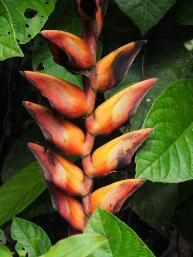 Heliconia longa, photograph 1