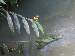 Heliconia mathiasiae