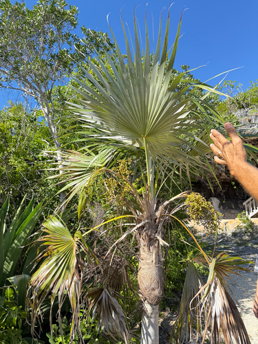 Cayman silver thatch palm (Coccothrinax proctorii)