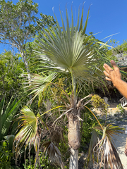 Coccothrinax proctorii