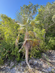 Coccothrinax proctorii, photograph author not stated, no rights reserved