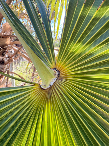 Coccothrinax proctorii, photograph 3