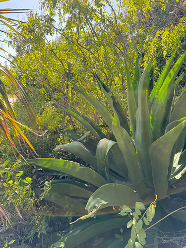 Cayman Agave (Agave caymanensis)