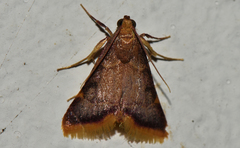 Hypsopygia mauritialis