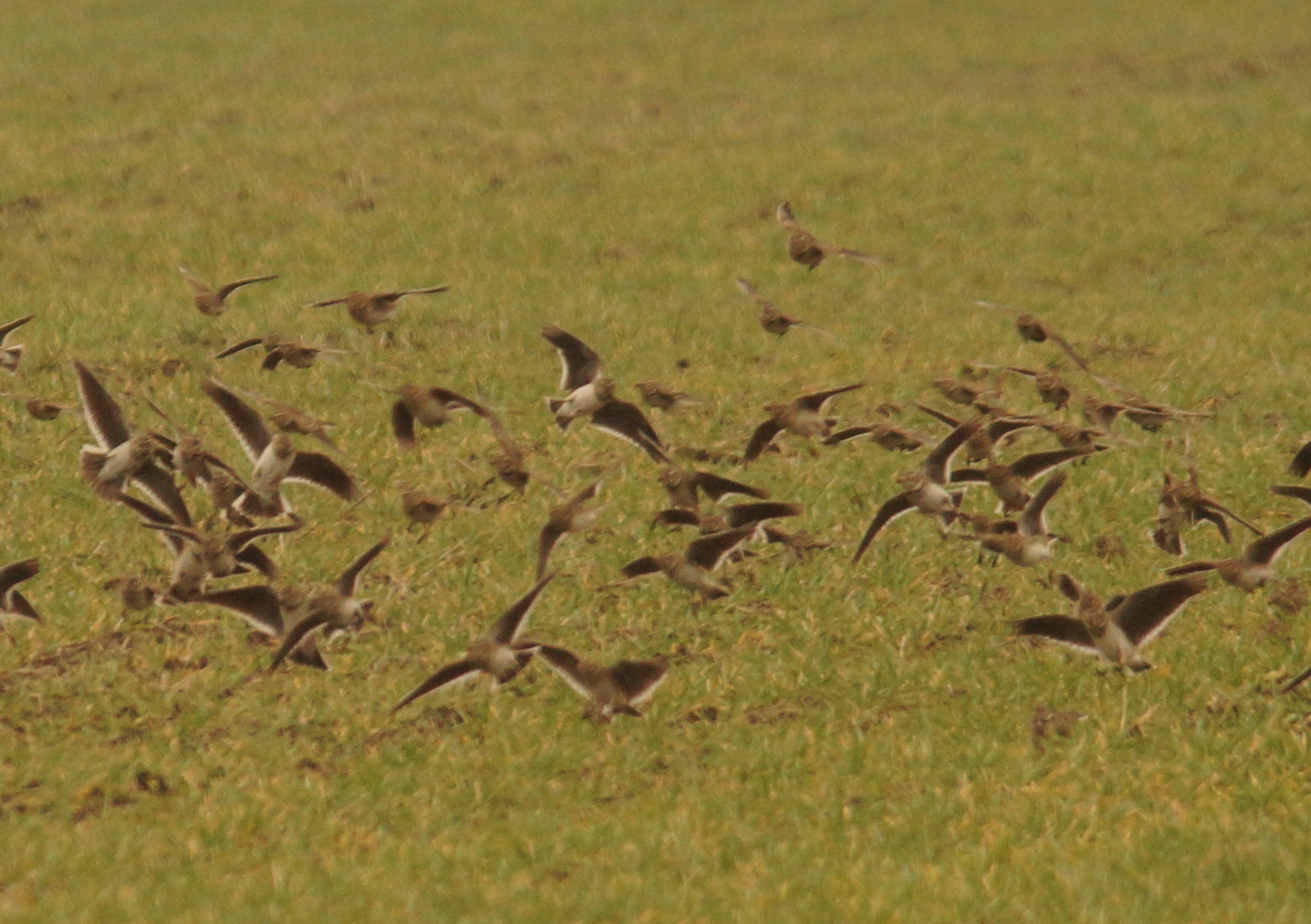Calandra Lark (Melanocorypha calandra), photo 2
