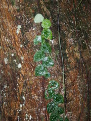 Monstera tuberculata