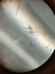 Artemiidae