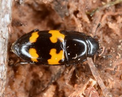 Glischrochilus fasciatus