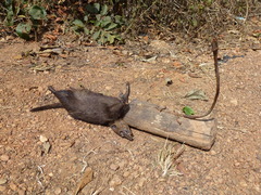 Crossarchus obscurus