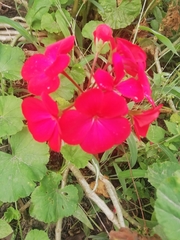 Pelargonium × hybridum