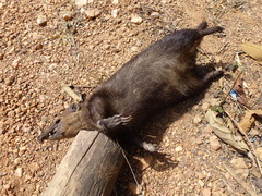 Crossarchus obscurus
