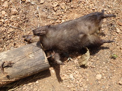 Crossarchus obscurus