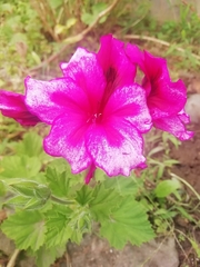 Pelargonium