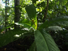 Ouratea crassinervia