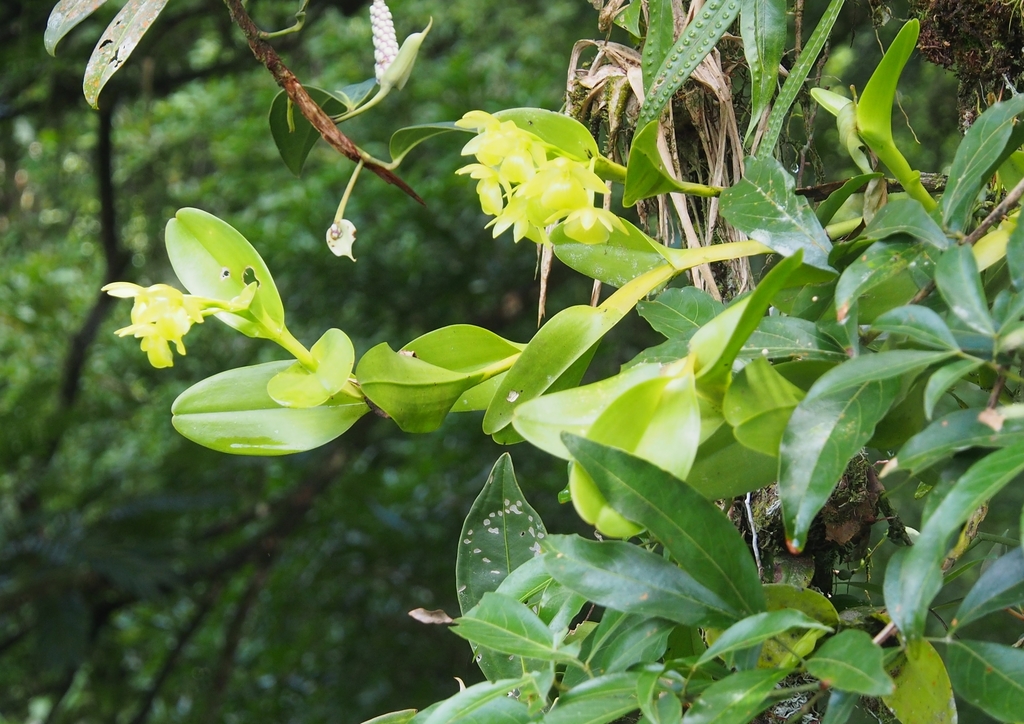 Epidendrum hunterianum