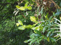 Epidendrum hunterianum