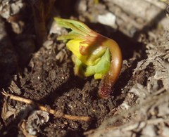 Gymnospermium odessanum