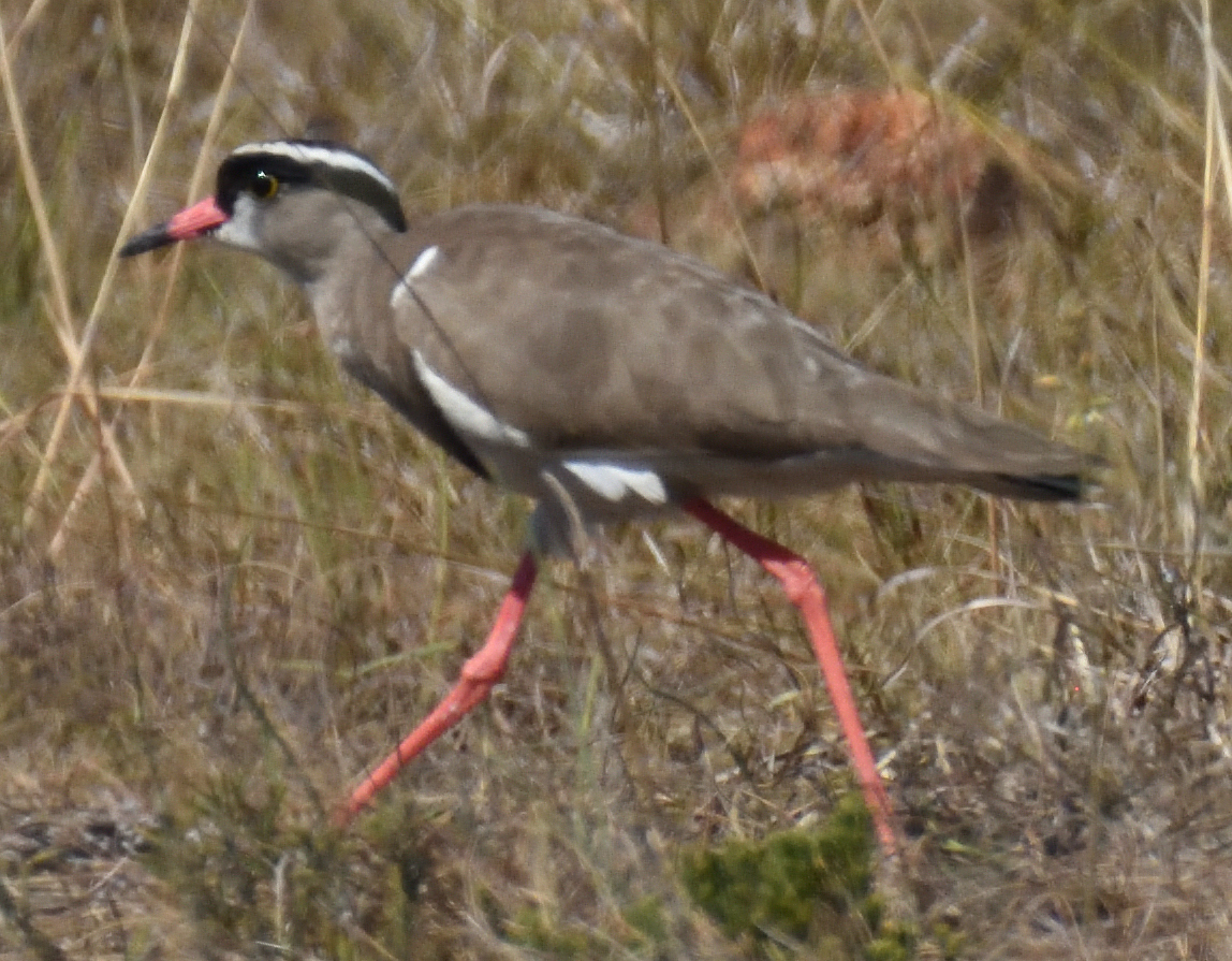 Crowned Lapwing (Vanellus coronatus), photo 2