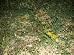 Amblytropidia australis