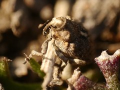 Ethelcus denticulatus