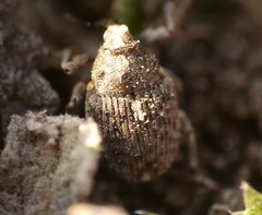 Ethelcus denticulatus
