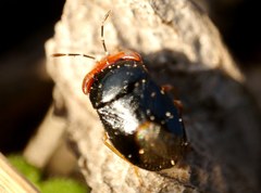 Geocoris erythrocephalus